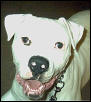 Brutus is going INSANE!!