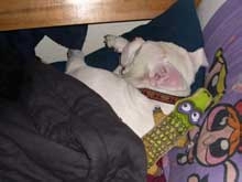 brutus