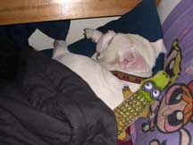 brutus