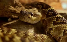 My visit to Forever Wild