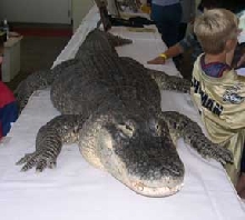Bubba NARBC