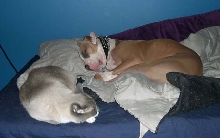 Buddies