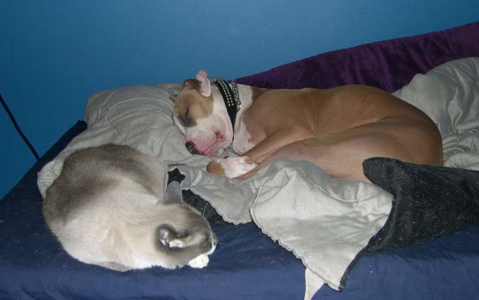 Buddies