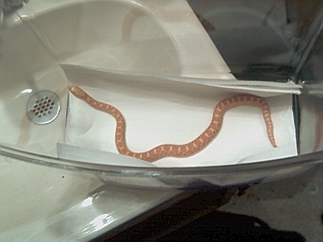 My first bull snake