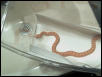 My first bull snake