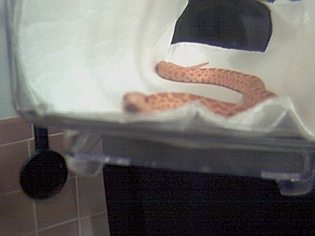 My first bull snake