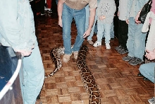 Burmese Python
