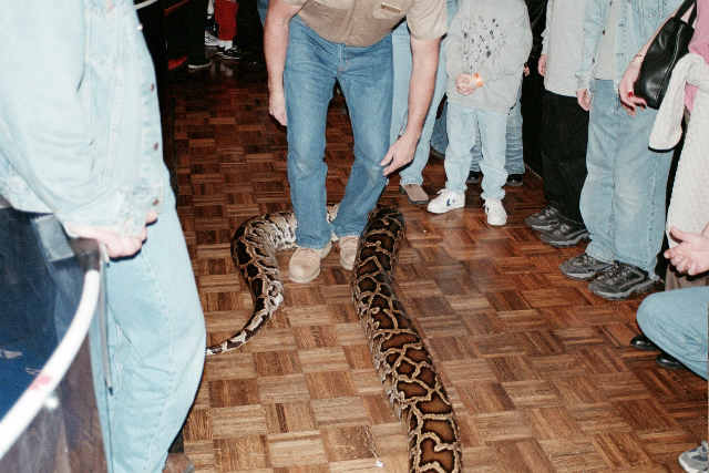 Burmese Python