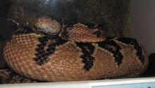 WDC Bushmaster