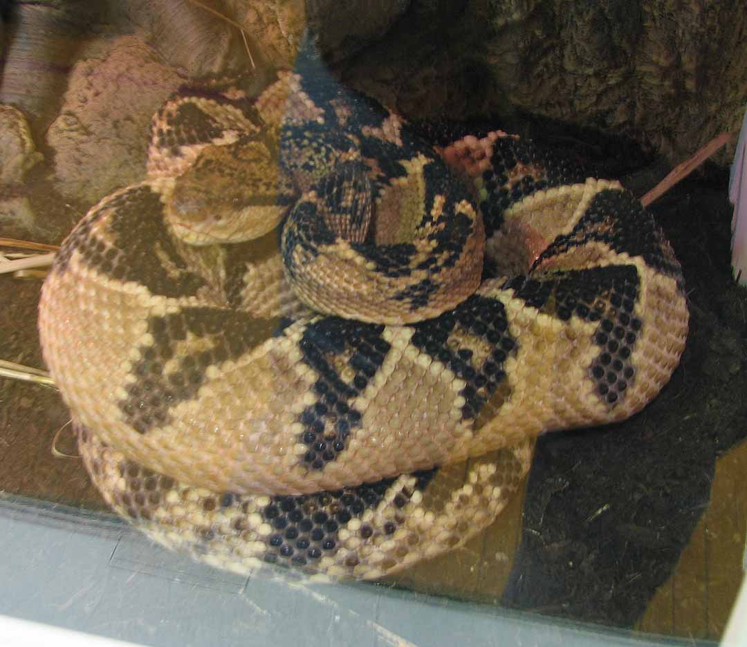 WDC Bushmaster