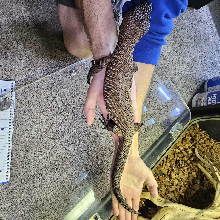 Heloderma alvarezi