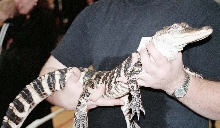 Chicago Herp Society's Reptile Fest