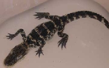 Chompers