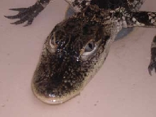 Chompers