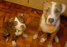 Cleo and caesar