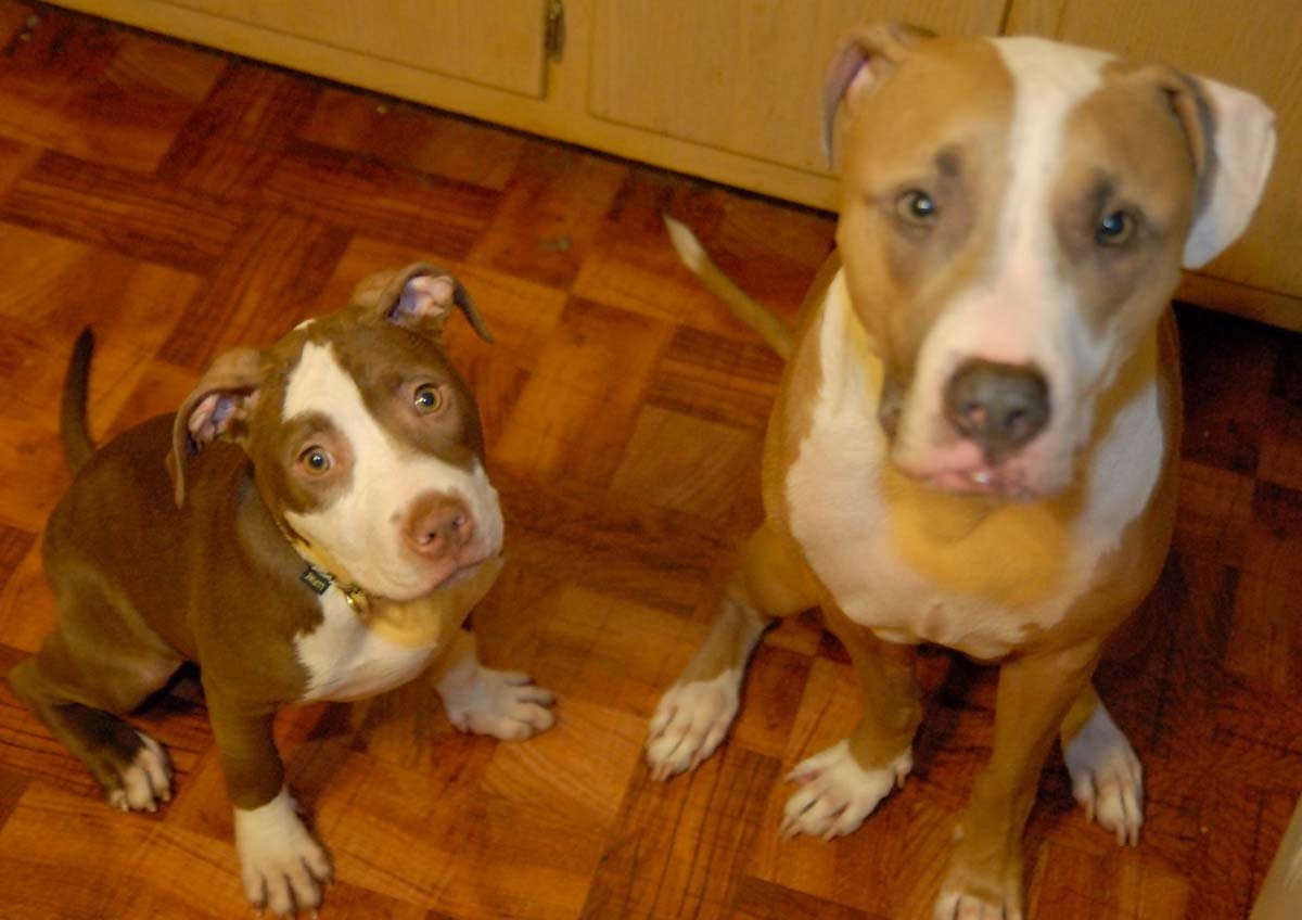 Cleo and caesar