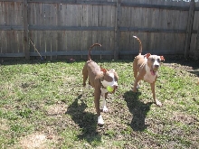 Caesar and Cleo May 2008