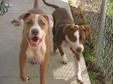Caesar and Cleo May 2008