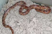 Corn Snake