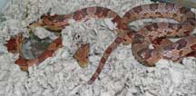 Corn Snake