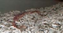 Corn Snake