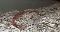 Corn Snake