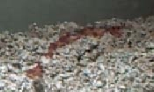 Corn Snake