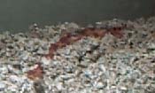Corn Snake