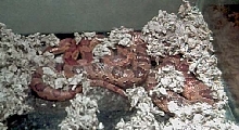 Corn Snake