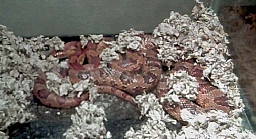 Corn Snake