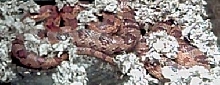 Corn Snake
