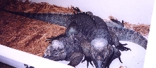 Cycluras