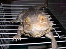 Cyril the beardie