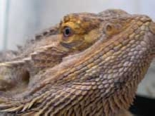 Cyril the beardie