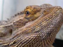 Cyril the beardie