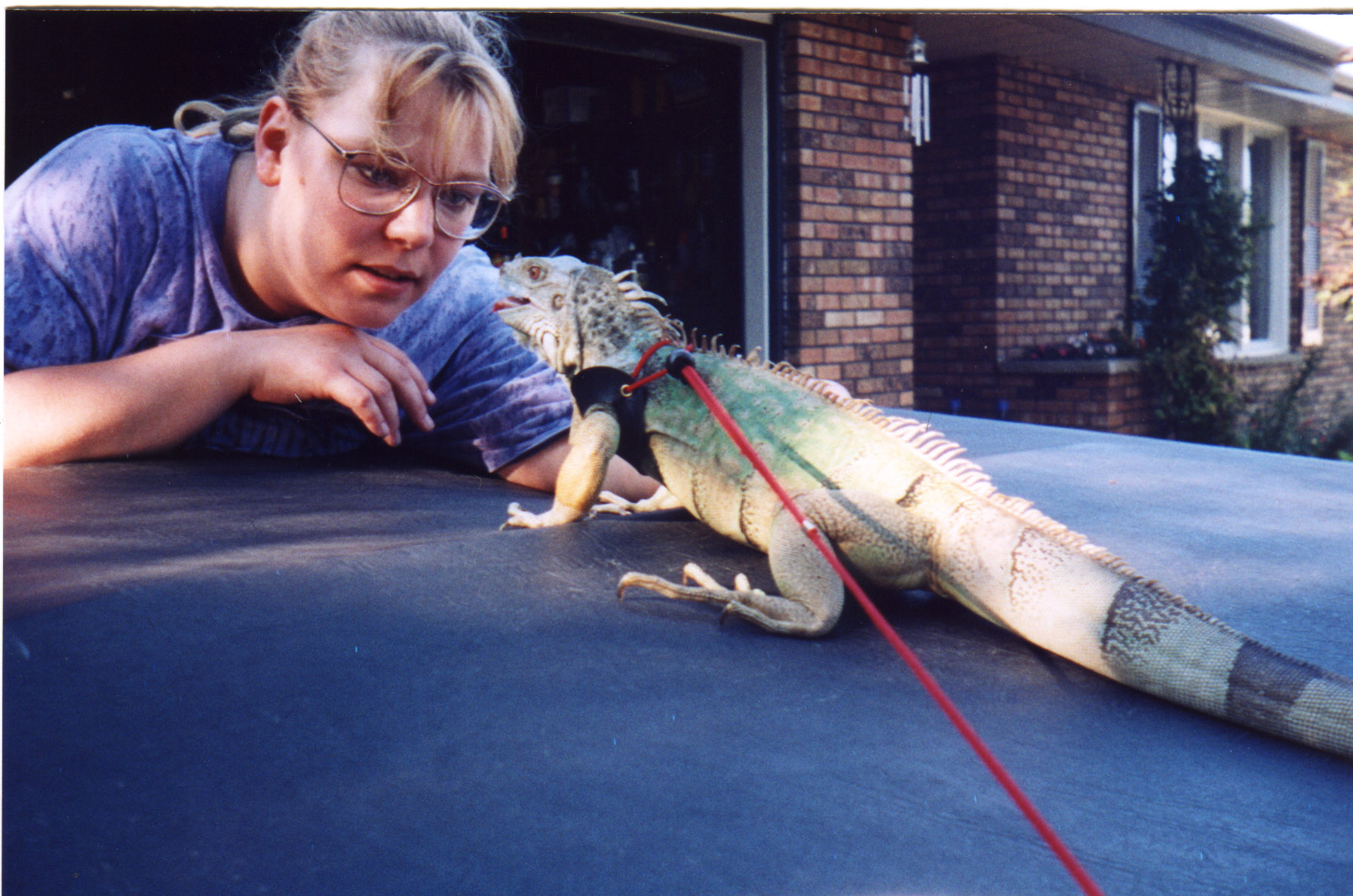 The She brat Iguana Damien