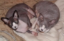 Dash and Mouse