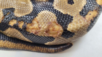 Holyfield - Rescue ball python at Small Scale Reptile Rescue