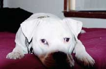 Brutus