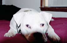 Brutus