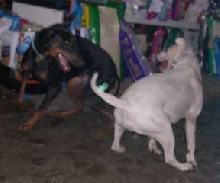 Playdate