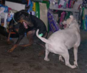 Playdate