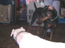 Playdate