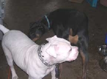 Playdate