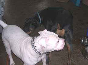 Playdate