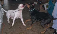 Playdate