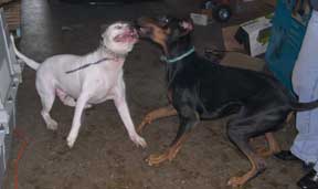 Playdate