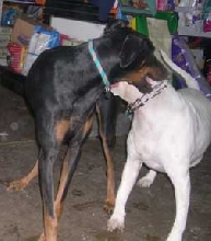 Playdate