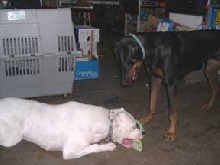 Playdate