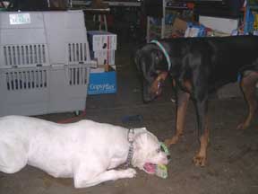 Playdate